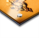 Marine Seashell Seahorse Design Acrylic print