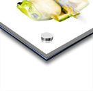 Green Tree Frog Acrylic print