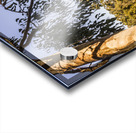 Framing stillness Acrylic print