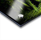 Twilight rainforest fern  Acrylic print