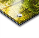 Forgotten forest Acrylic print