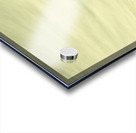 Sheep grazing in rustic Richmond Acrylic print