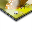 Spotted black crow butterfly  Acrylic print