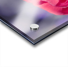 Rosy romantics Acrylic print