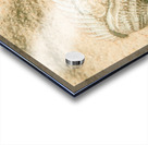 Simply coastal Acrylic print