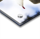 Dusk Flight Acrylic print