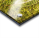 Wisdom in nature Acrylic print