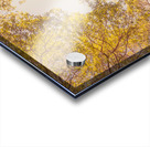 Beyond the pines Acrylic print