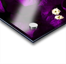 Dark Purple Bougainvillea Flowers Acrylic print