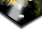 Dark Daisy Flower Acrylic print