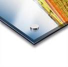 Wynyard Tulips Acrylic print