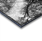 Wild grey Acrylic print