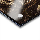 Beautiful autumn tree landscape in a serene park Acrylic print