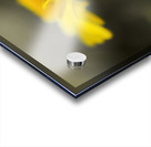 An Organic Connection Acrylic print