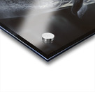 The midnight stallion Acrylic print