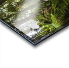 Travel man laughing in Tasmania rainforest Acrylic print