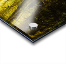 Tarkine Tasmania Trails Acrylic print