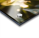 Vintage Agapanthus flower Acrylic print