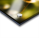 Fauna And Flora Meet Acrylic print