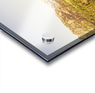 Treepanning Acrylic print