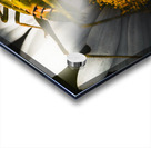 Australian grasshopper on flowers. Spring concept Acrylic print