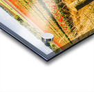 Tulip Tas Mania Acrylic print