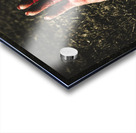 Zombie rising from a shallow grave Acrylic print