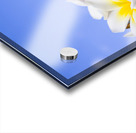 Beautiful white frangipani flowers Acrylic print