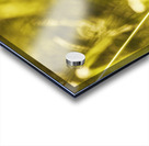 Jungle butterfly Acrylic print