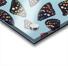 Butterfly wings Acrylic print