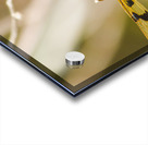 Wooded dragonfly Acrylic print