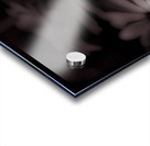 Field Of Daisies Acrylic print