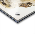 Australian Kookaburra Acrylic print