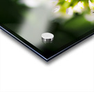 Blooming Flora Acrylic print