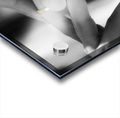 Love And Commitment Acrylic print