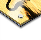 Duck Duck Swan Acrylic print