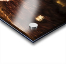 Tasmanian Devil digital painting Acrylic print