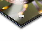 Golden Orb Spider Acrylic print