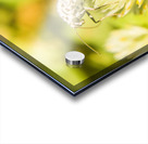 Mothballed Acrylic print