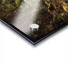 Tasmanian forest path Acrylic print