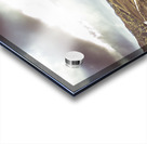 Afternoon pastures  Acrylic print