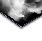 Rose n rain Acrylic print