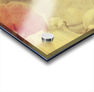 Weathered and faded daffodils Acrylic print