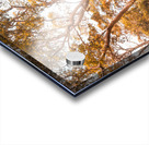 Autumn gold Acrylic print