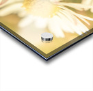 Inseparable  Acrylic print