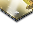 The wander Acrylic print