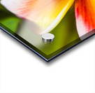 Centered  Acrylic print