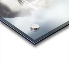 Classy sixties fashion girl in foggy field Acrylic print