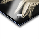 Petal winds Acrylic print