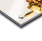 Baristacrat Acrylic print